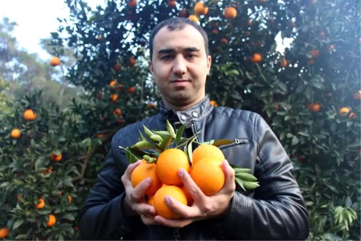 Portakalı 50 Kuruşa Satamayınca Bedava Veriyor