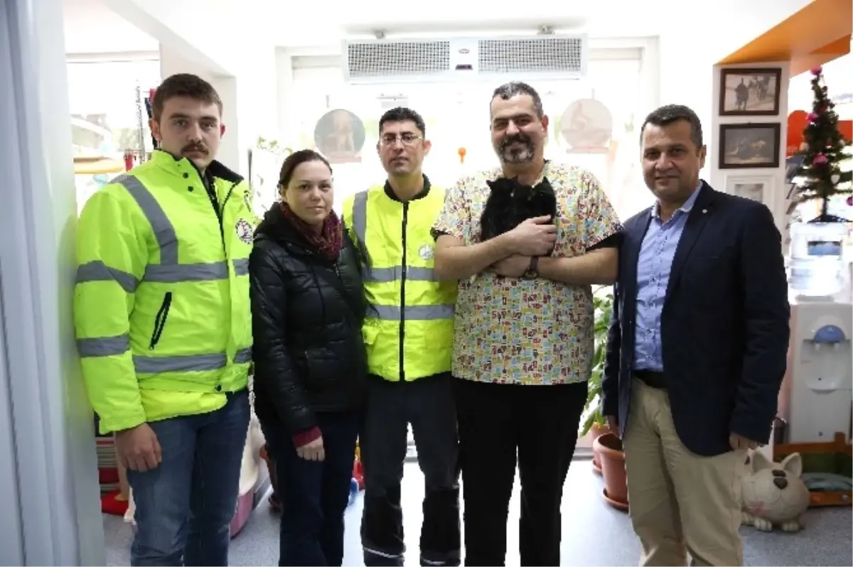 Şanslı Kediler Yuva Arıyor