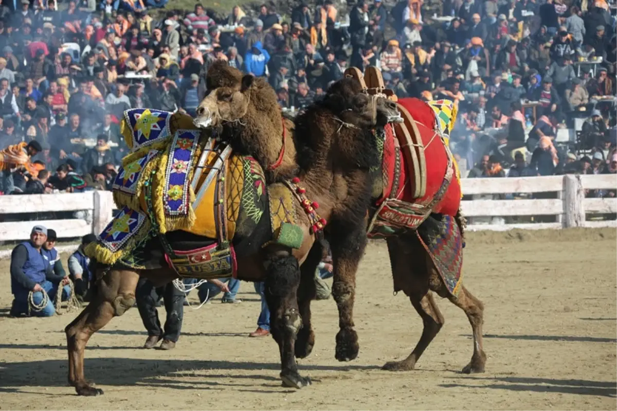 Selçuk "Deve Güreşlerinin Kırkpınar\'ı"Na Hazır