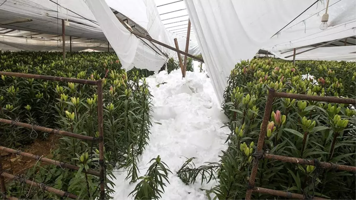 Sevgililer Günü Çiçekleri Kar Altında Kaldı