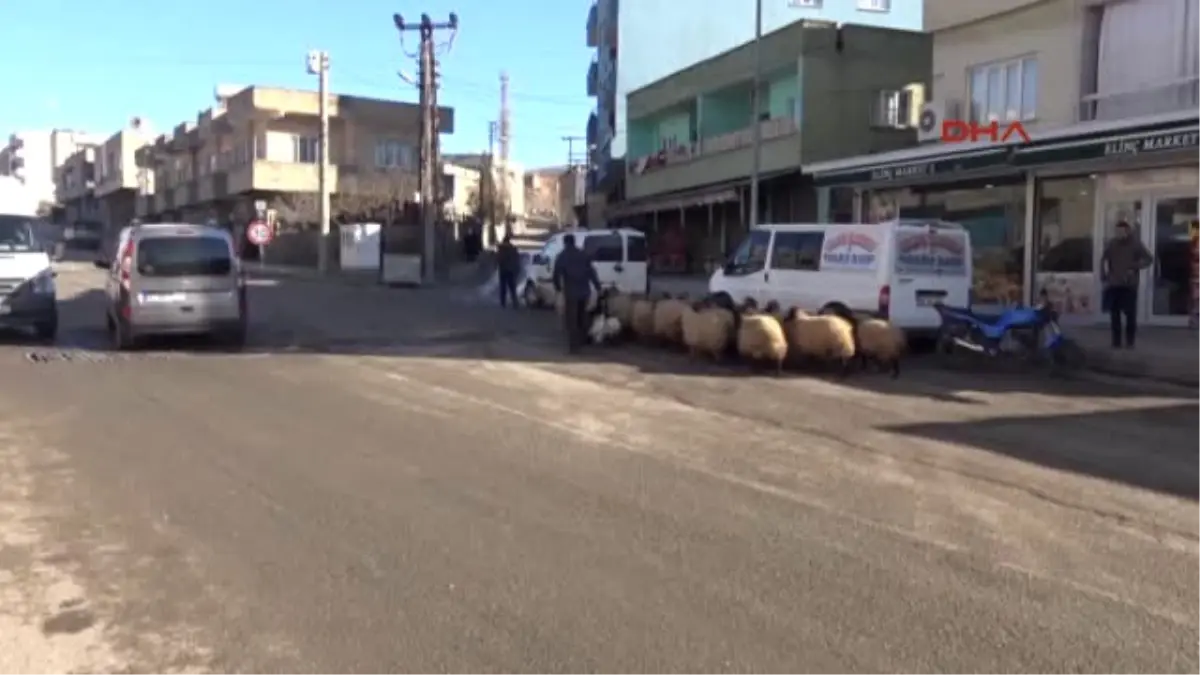 Siirt\' Te Çatışma;pkk \' Lı 2 Kadın Terörist Ölü Ele Geçti