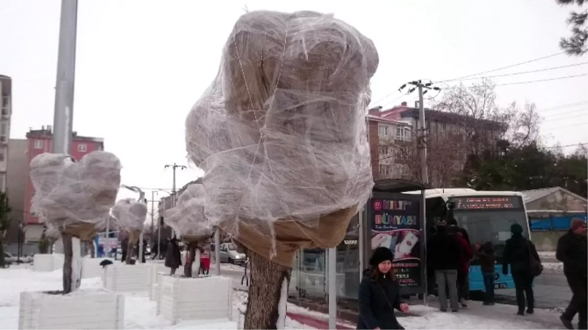 Süs Bitkilerine Don Önlemi