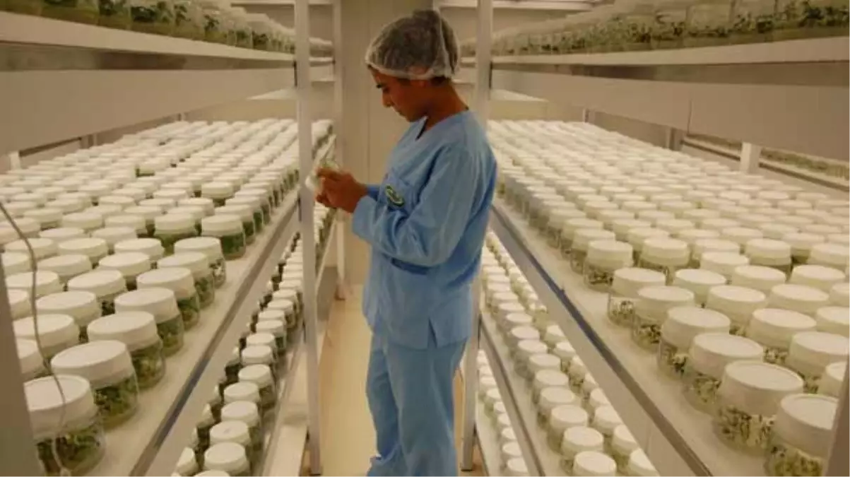 Tohumda Üretim Arttı, Sıra İhracatta