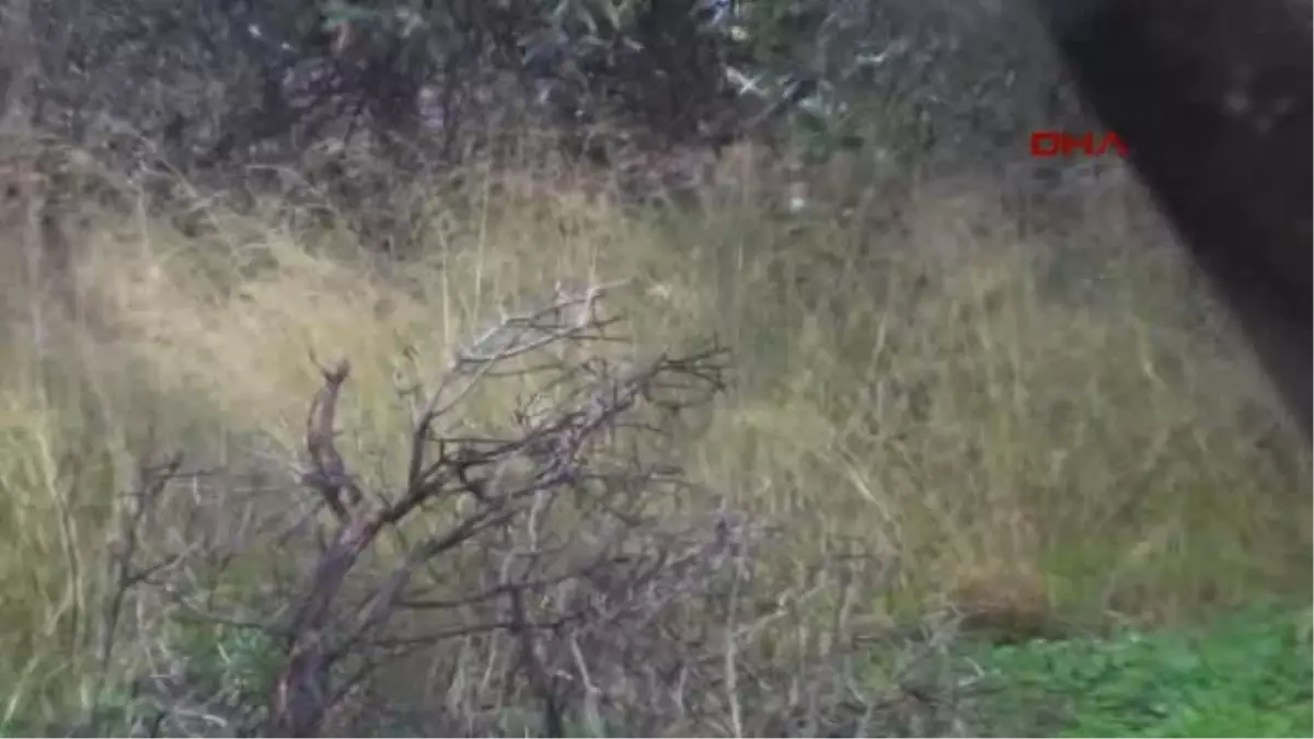 Bodrum Yılbaşı Gecesi Eve Gelen Yaban Domuzu, Bir Daha Gitmedi