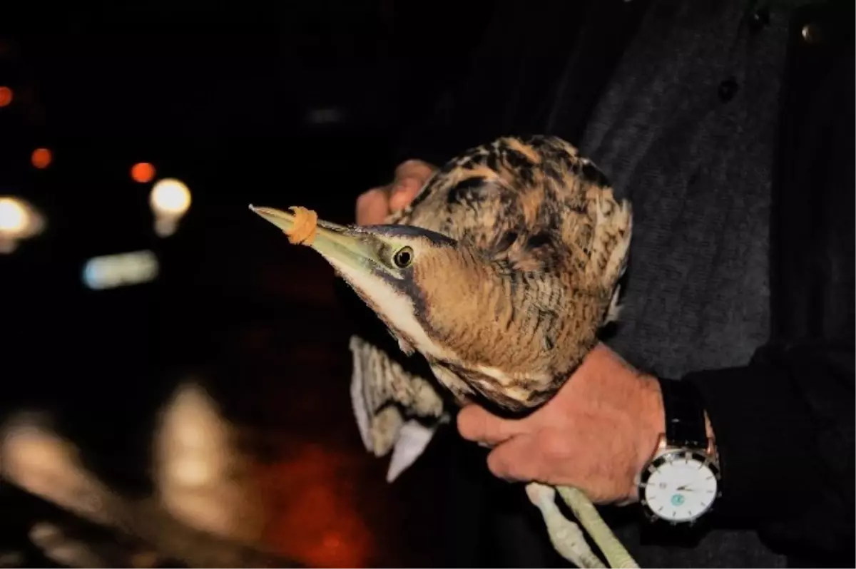 Erdemli - Nesli Tükenmekte Olan Balaban Kuşu Açlıktan Bitkin Halde Bulundu