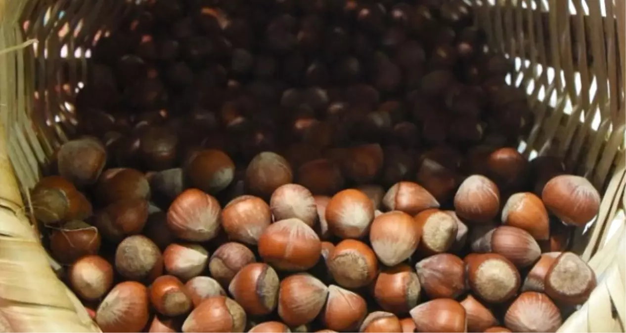 Fındıkta En Büyük Alıcı İtalya