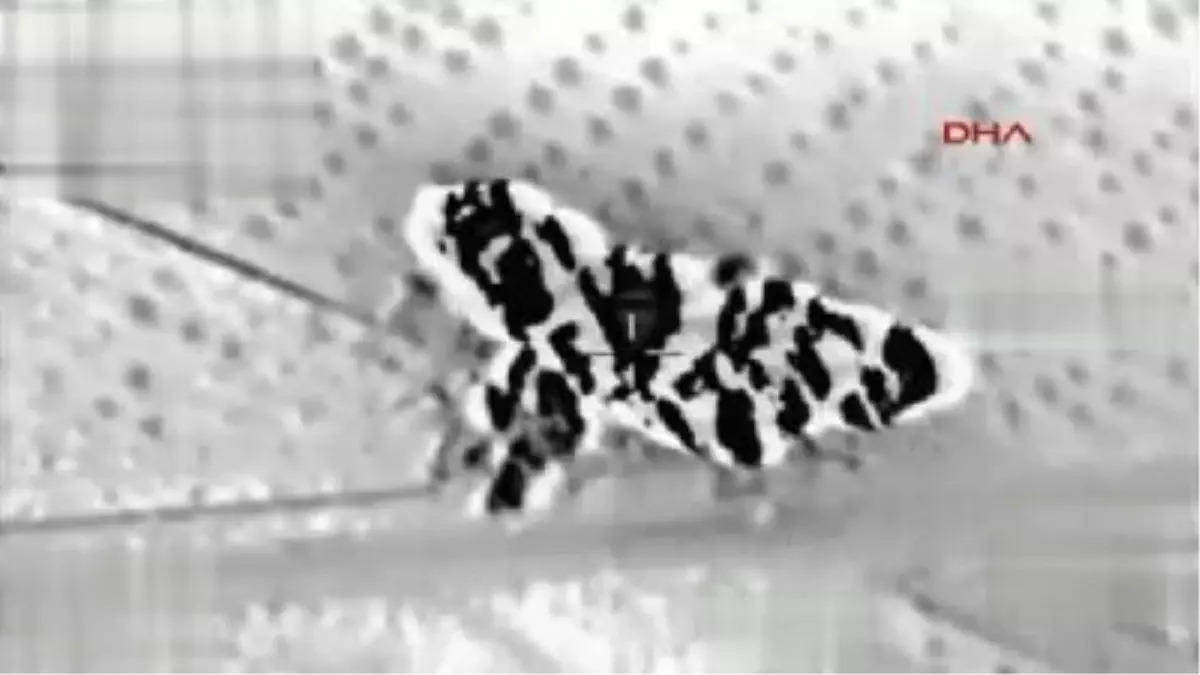 Fırat Kalkanı Harekatı