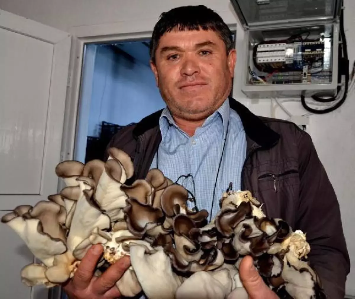 İstiridye Mantarı Üretimiyle Yüzü Güldü