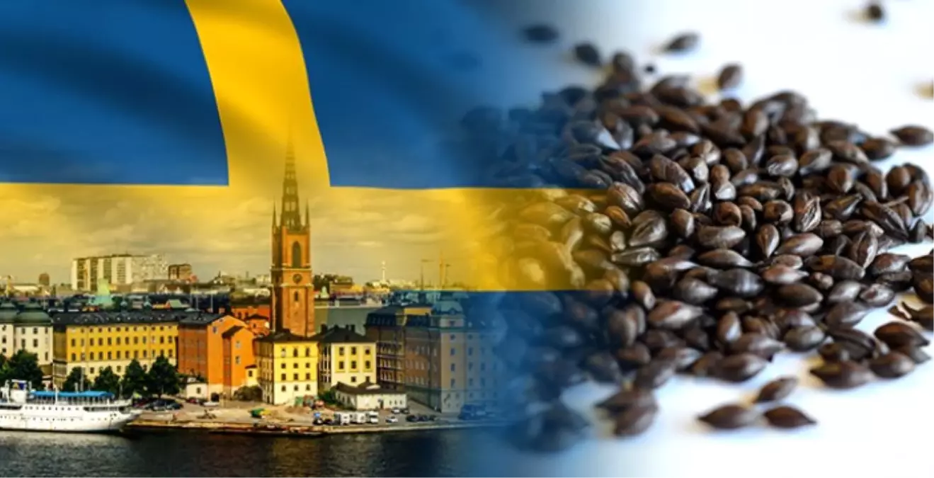 İsveçli Müşteri Kavrulmuş Arpa Satın Alacak