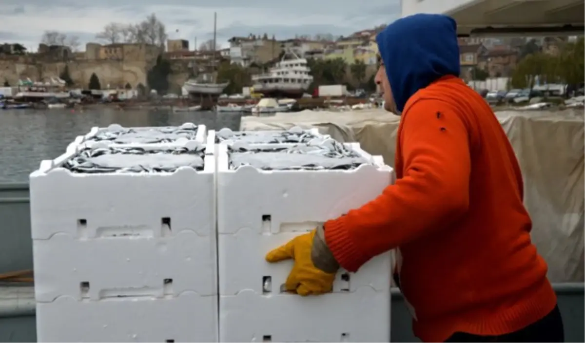 Karadeniz\'de Palamut Arttı, Hamsi Azaldı