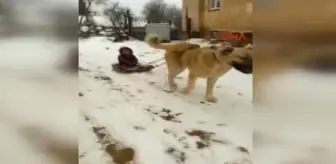 Köpeğine Kızak Takıp Oğlunu Gezdirdi