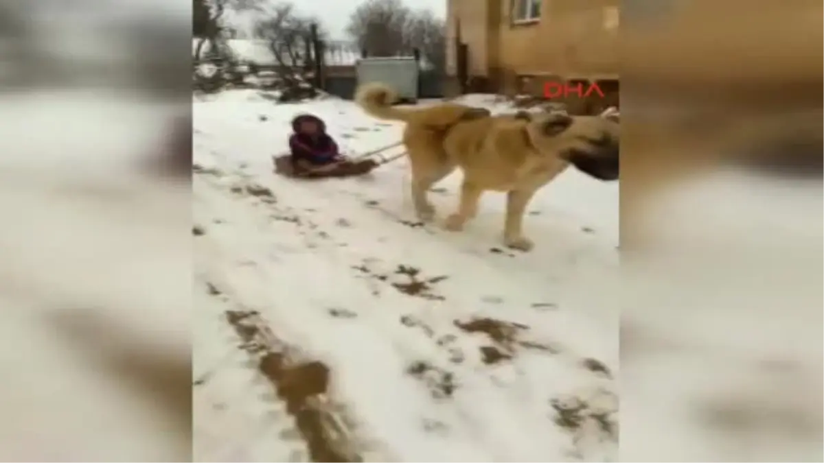 Köpeğine Kızak Takıp Oğlunu Gezdirdi