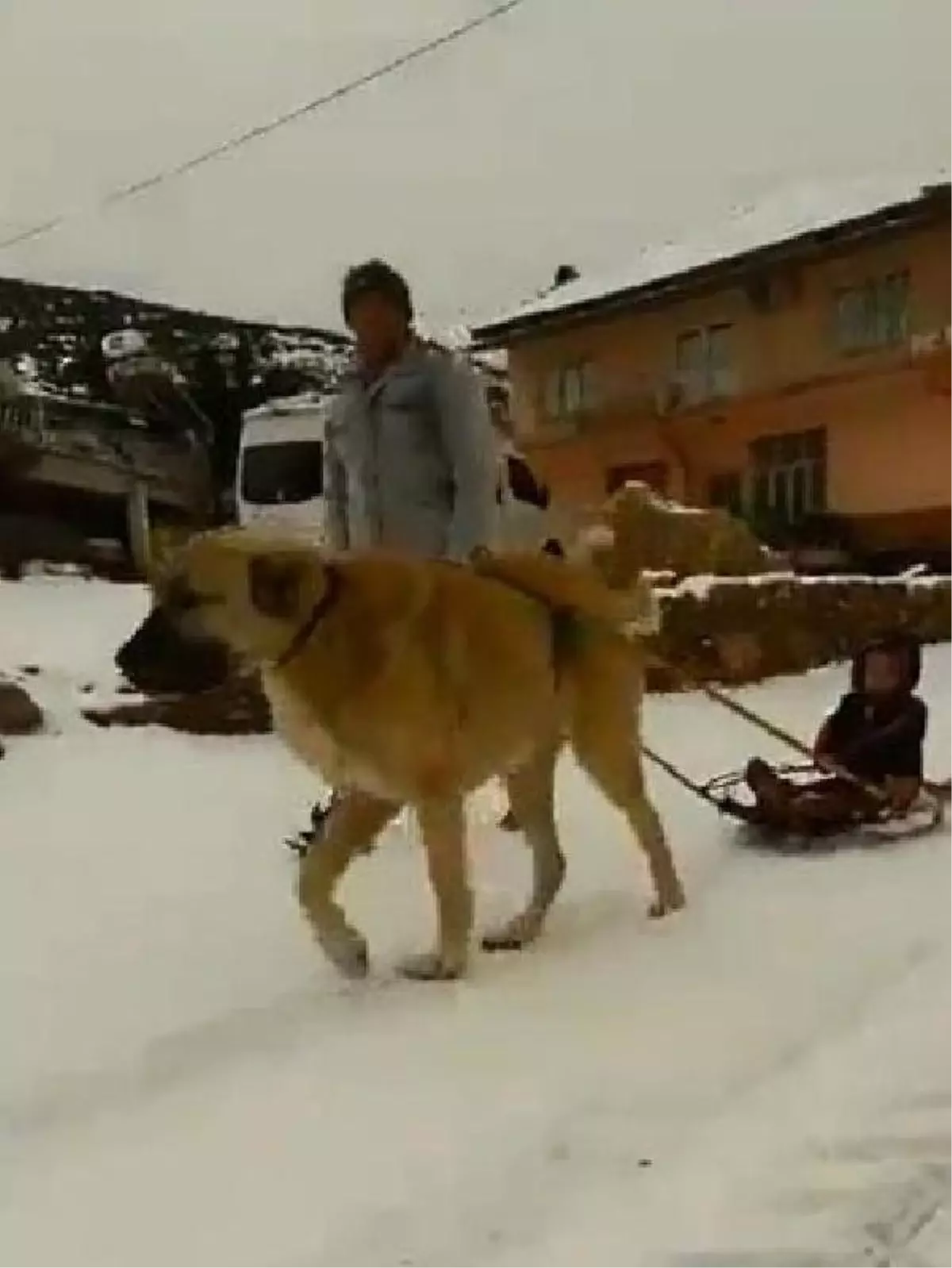 Köpeğinin Çektiği Kızakla Oğlunu Gezdirdi