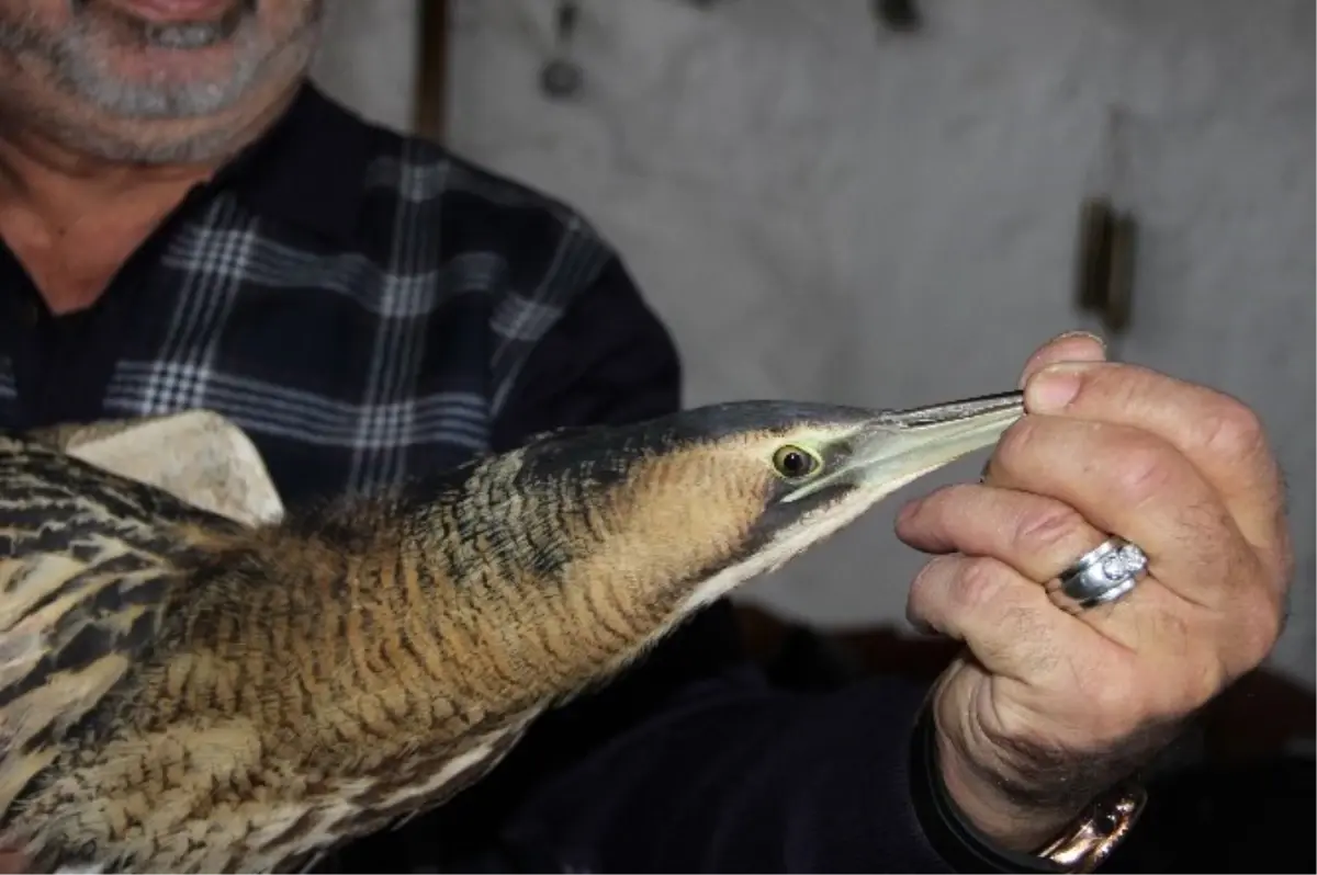 Nesli Tükenmekte Olan Balaban Kuşu, Açlıktan Bitkin Halde Bulundu