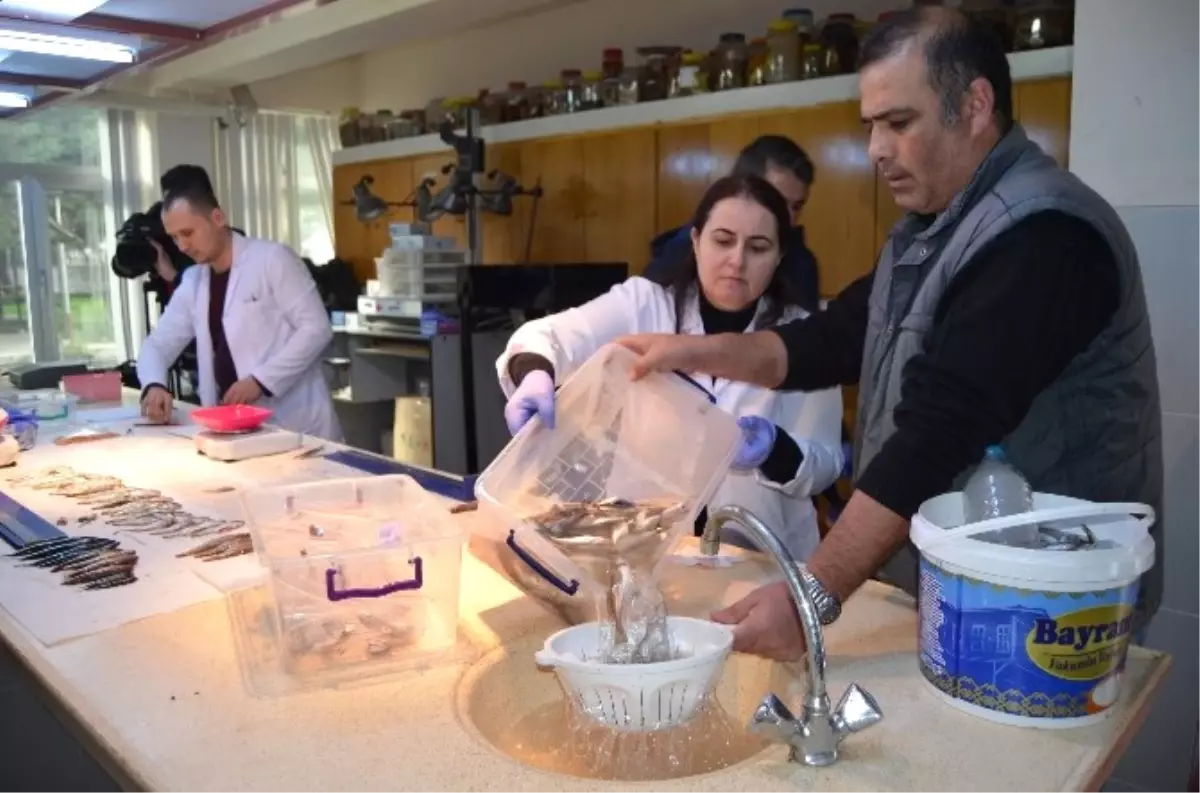 "Palamut Hamsiyi Yedi, Hamsi Avı Azaldı" Söylentisi Araştırılıyor