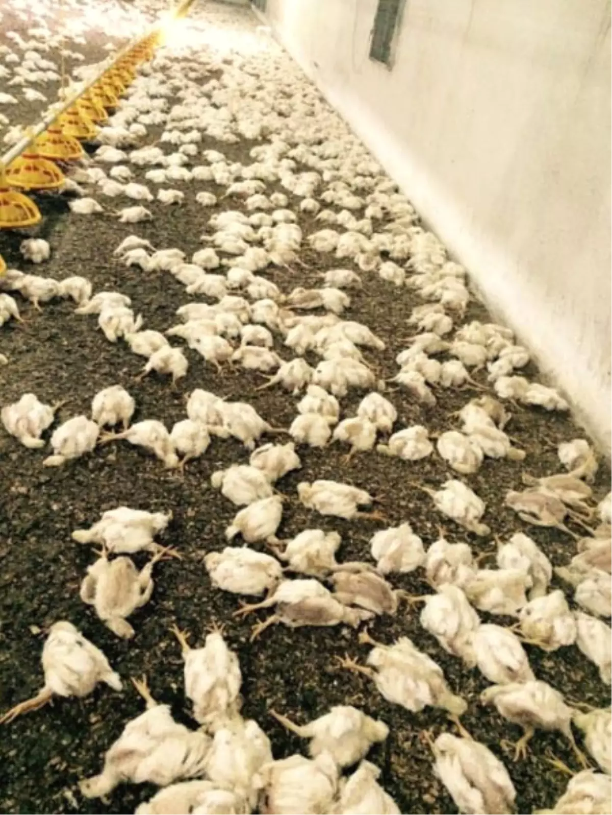 Sakarya\'da Olumsuz Hava Şartları Tavuk Çiftliklerini Vurdu