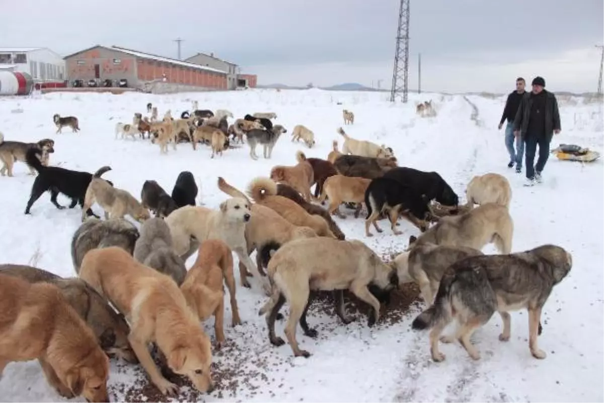 Sokak Köpekleri Yardım Bekliyor
