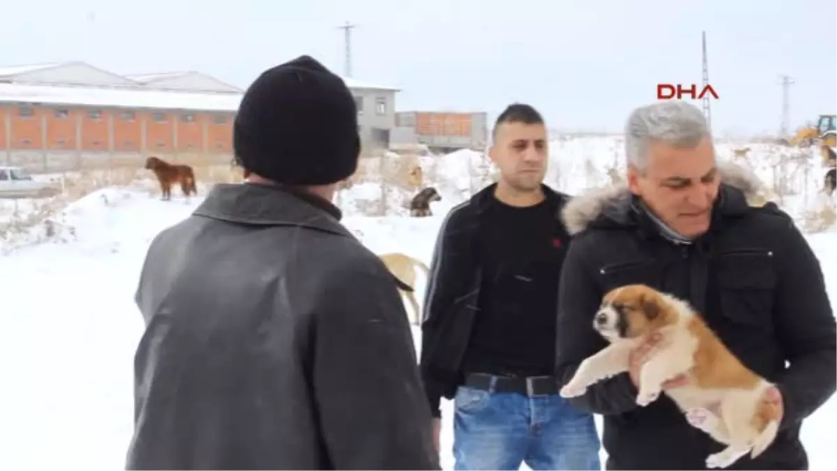 Sokak Köpekleri Yardım Bekliyor