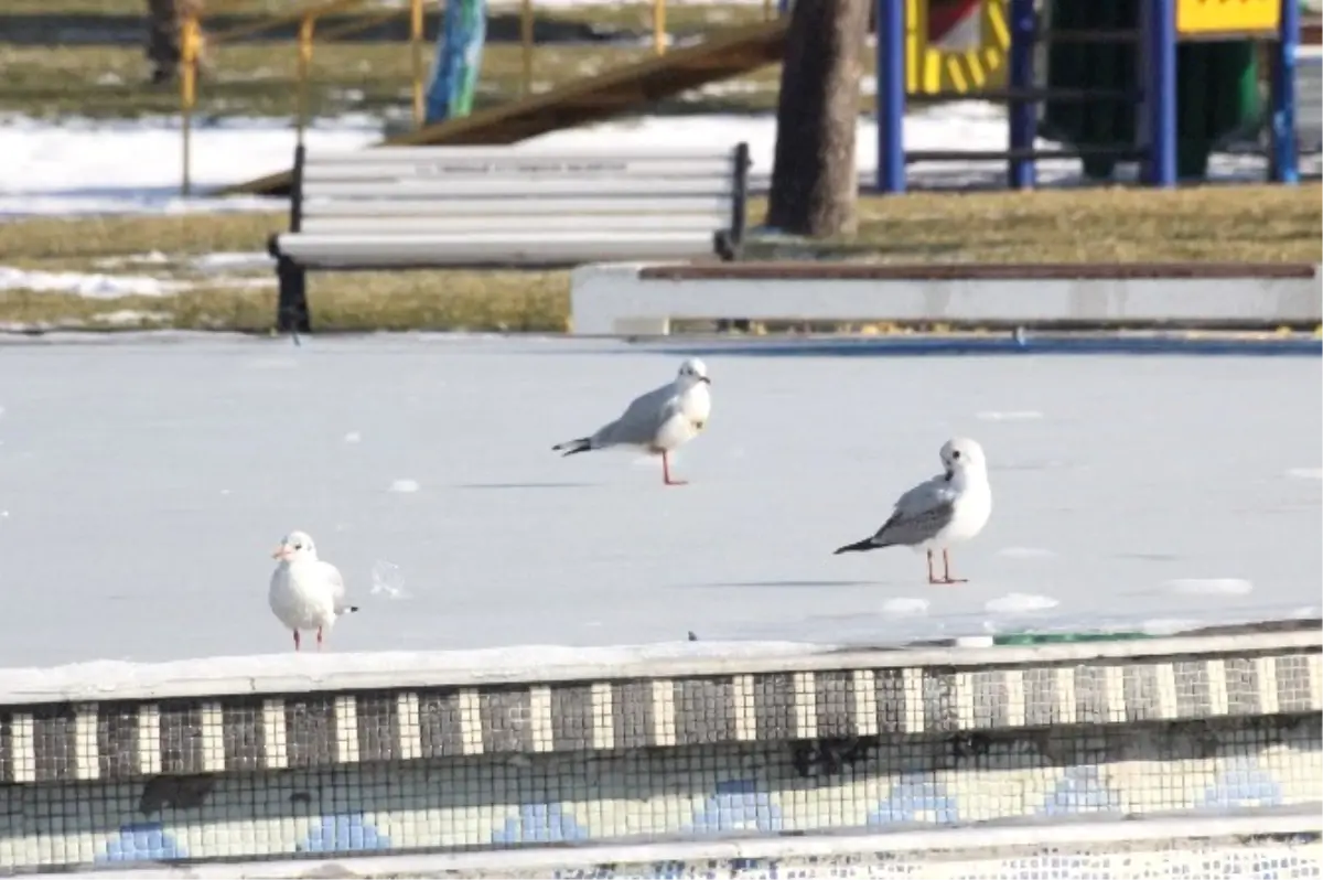 Süs Havuzları Buz Pistine Dönüştü