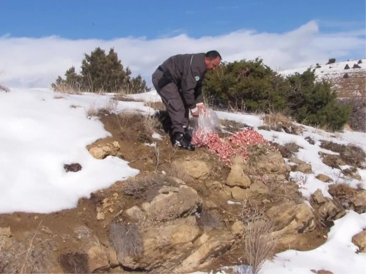 Yaban Hayvanlarına Yem Bırakıldı