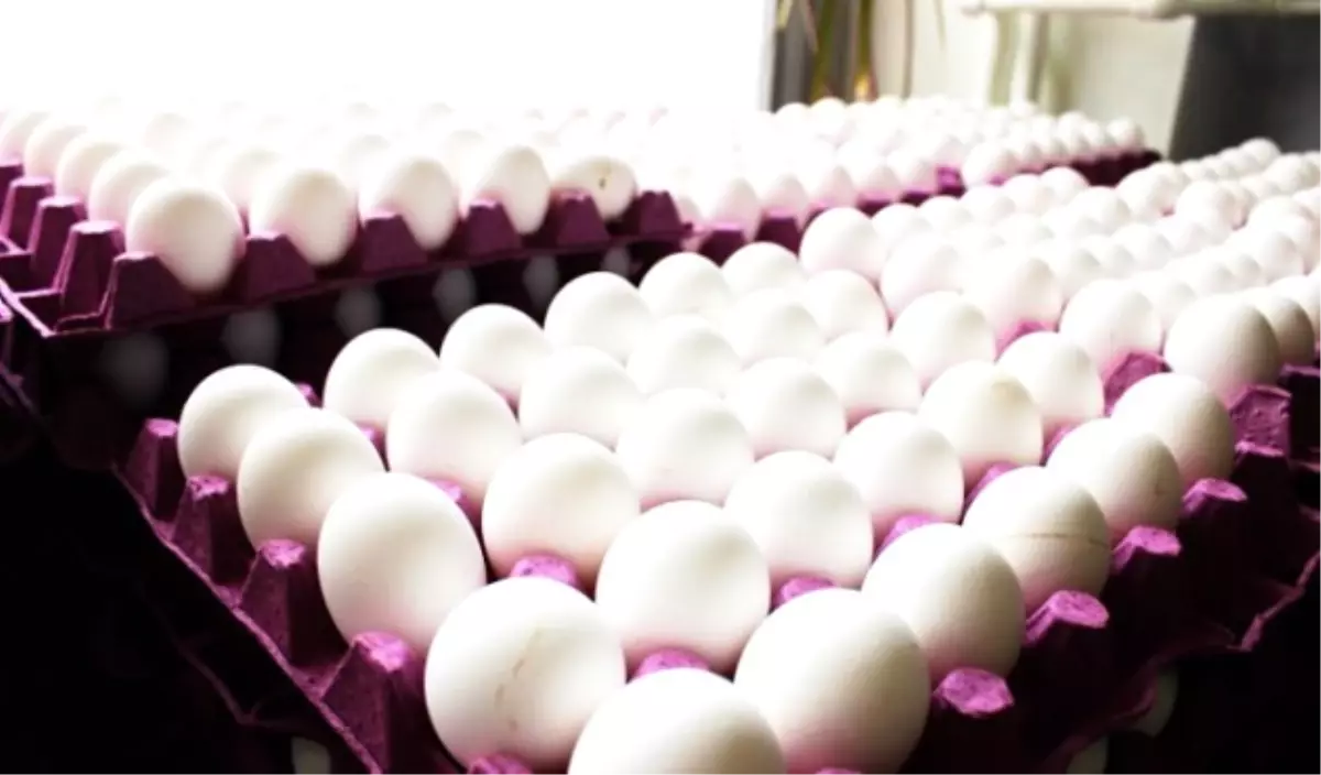 Yumurta Üretimi Yüzde 2,2 Azaldı
