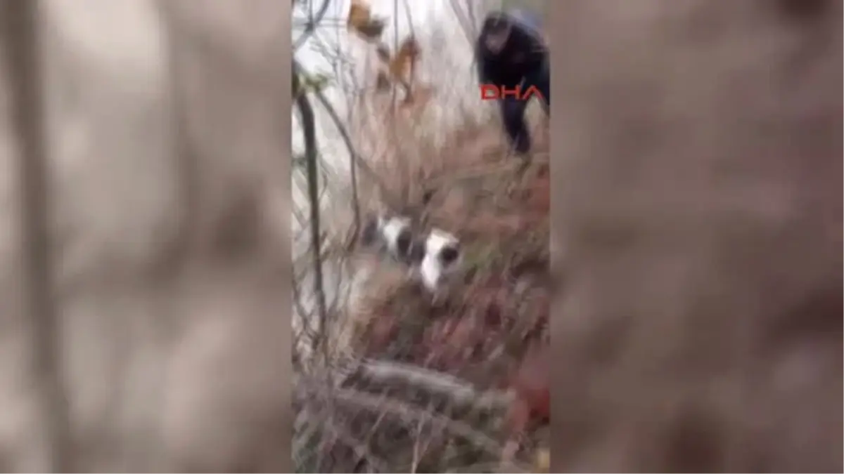 Zonguldak Başına Bidon Sıkışan Köpek Kurtarıldı