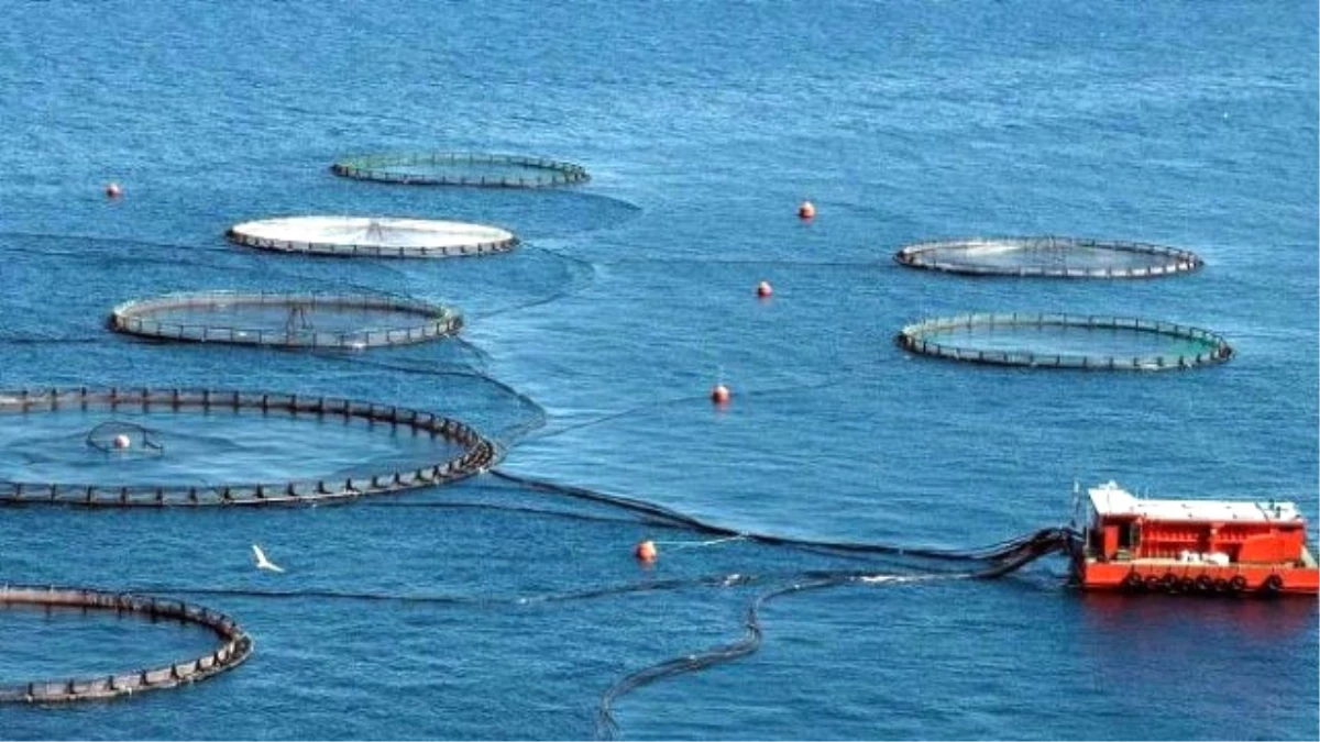 Karaburun\'da Kurulması Planlanan Balık Çiftlikleri