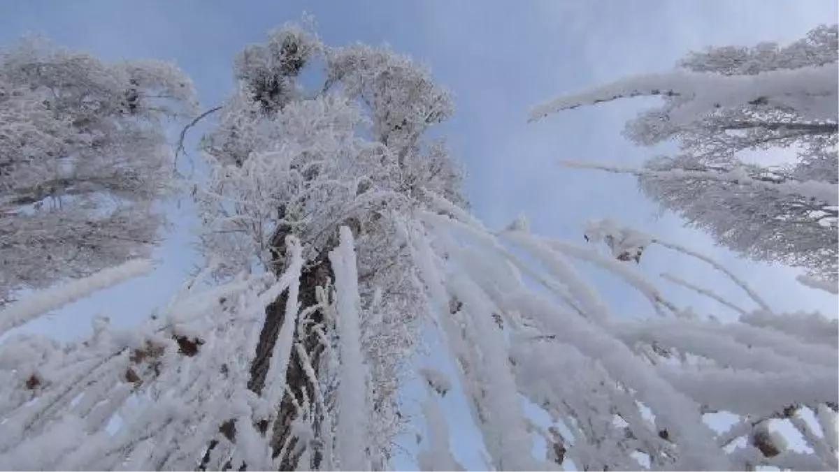 Kırağı Tutan Ağaçlar Tablo Gibi
