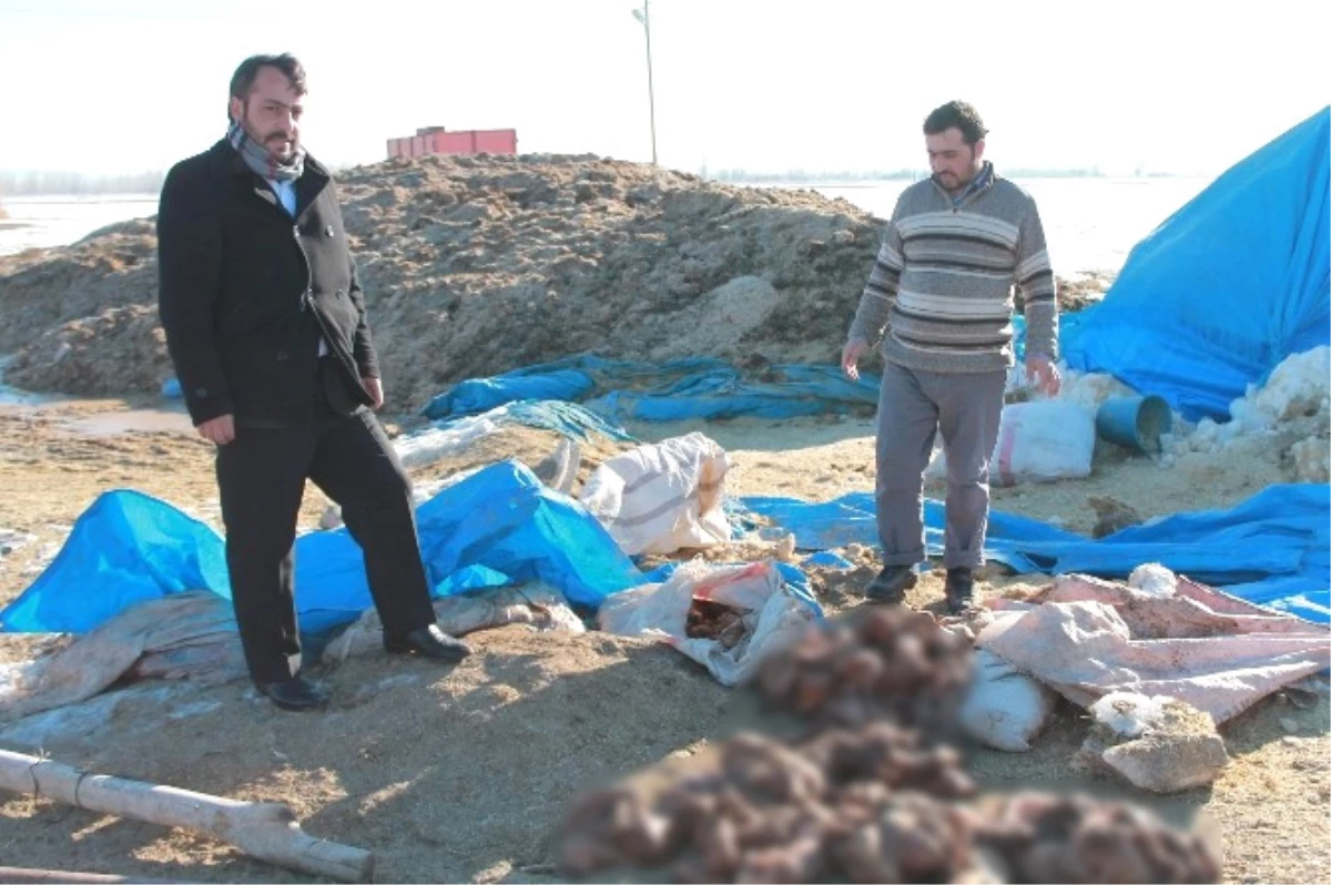 Niğde\'de 500 Koyun, Ölü Kuzu Doğurdu