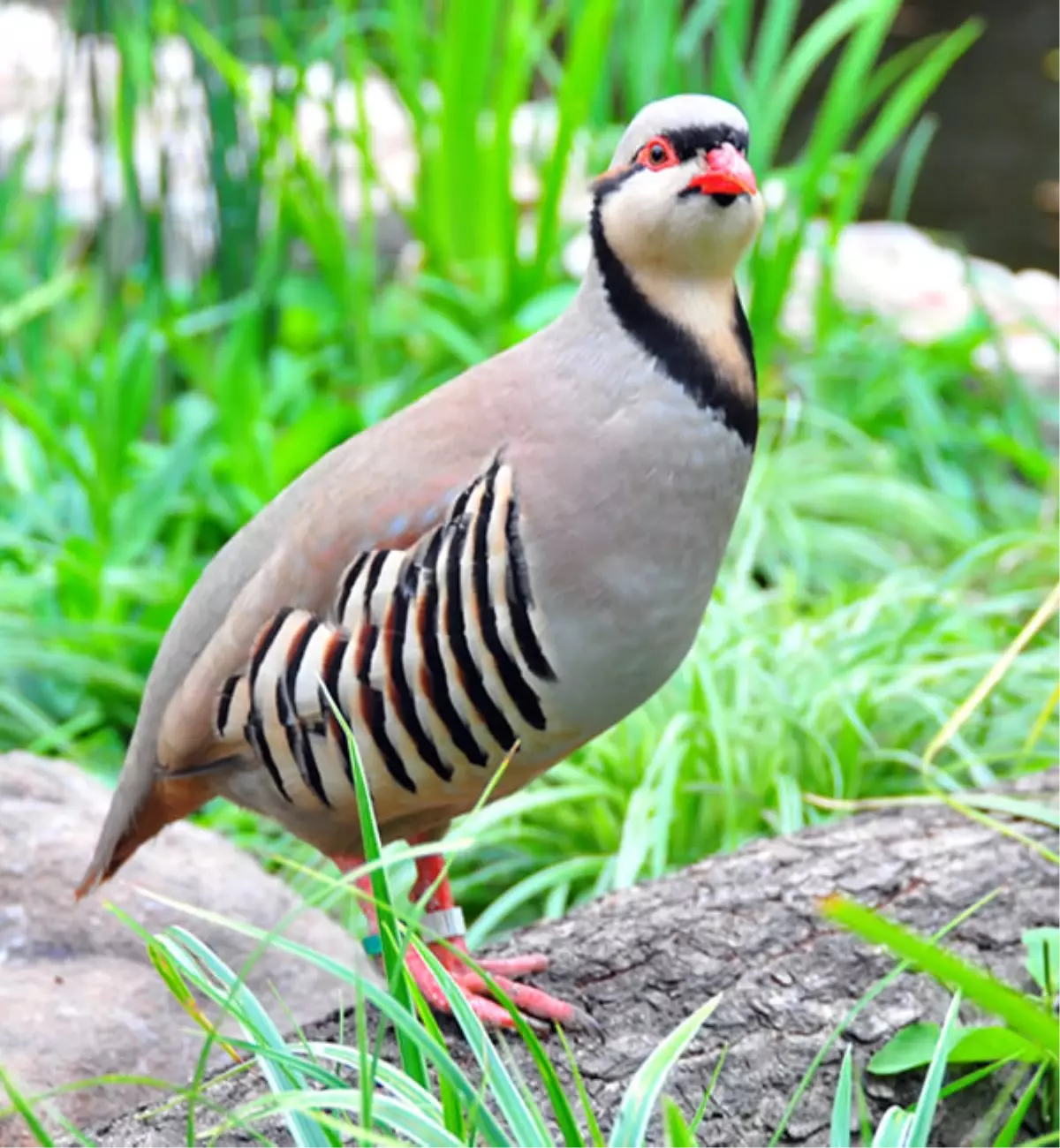 Tunceli\'de Keklik Avı Yasağı Başladı