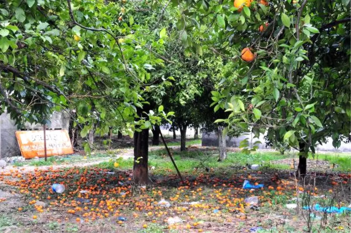 Yağmurda Dökülen Portakal Bahçede Kaldı