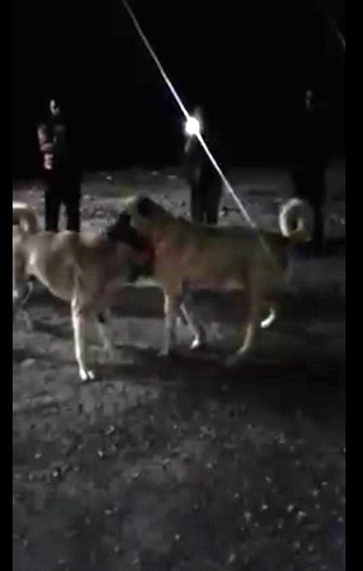 Köpek Dövüştürüp Sosyal Medyada Paylaşan Kişiye 5 Bin Lira Ceza
