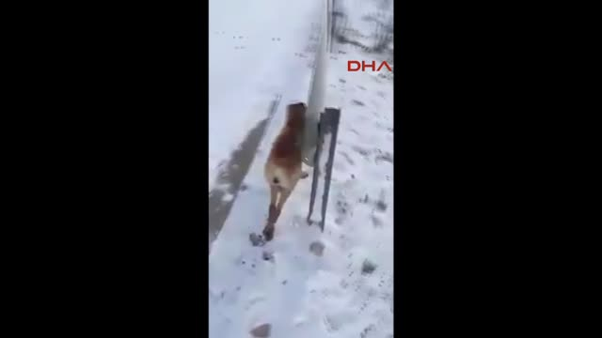 Kosova\'da Aşırı Soğuklar Nedeniyle Hayvanlar Dondu