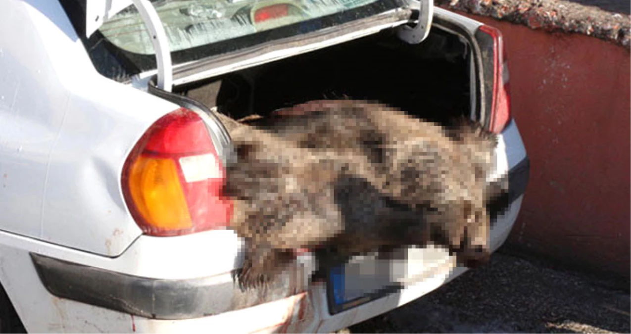 Otomobilin Bagajında Ölü Domuz Gören Vatandaşlar Şaşkına Döndü