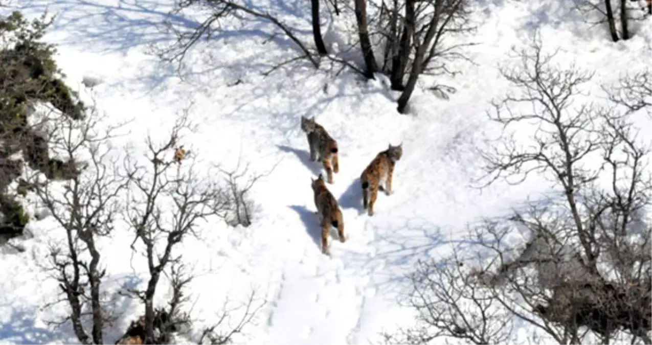 Canını Hiçe Saydı Vaşağı Yakaladı, Şimdi Gözünü Leopara Dikti