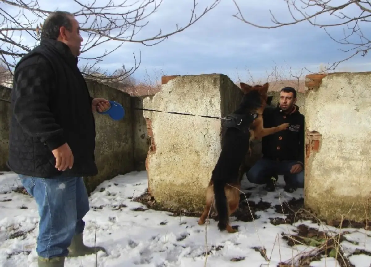 Bu Köpekler Aldıkları Eğitimle Karda Kaybolanları Böyle Buluyor...