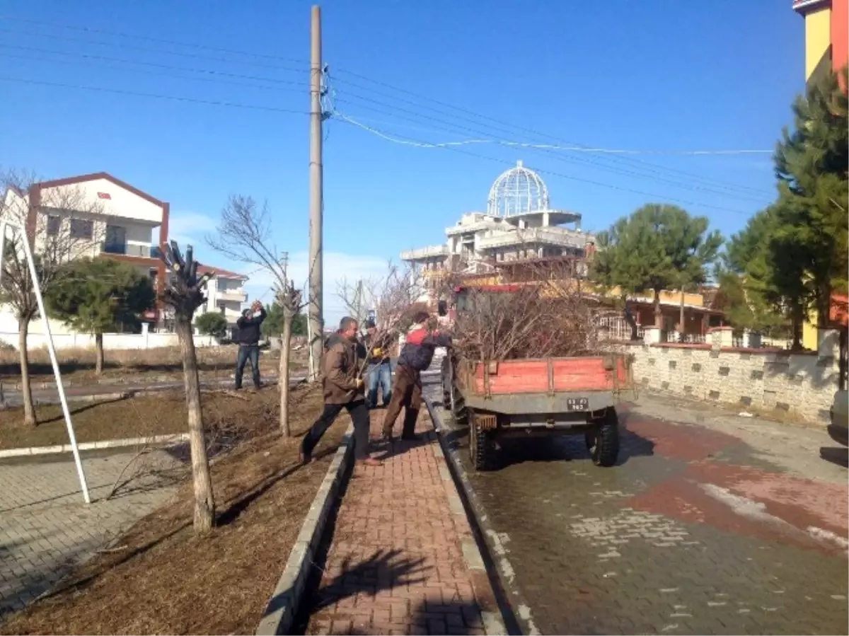 Tekirdağ\'da Ağaç Budama Çalışması