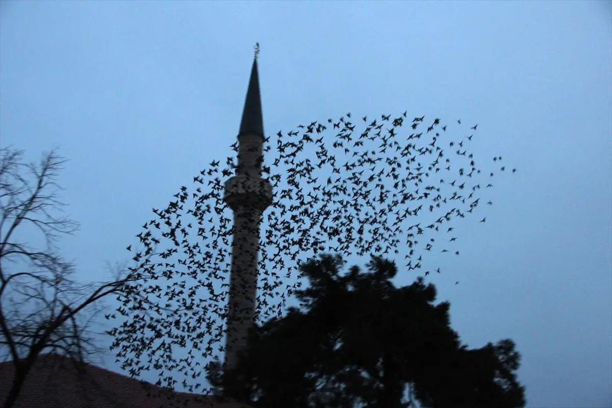 Tekirdağ\'da Sığırcıkların "Dansı"