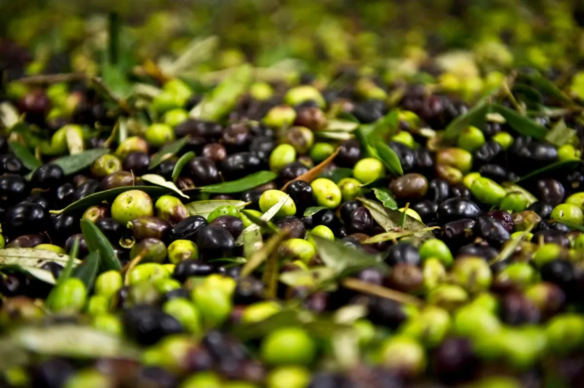 Zeytin Antalyalı Çiftçinin Yüzünü Güldürüyor