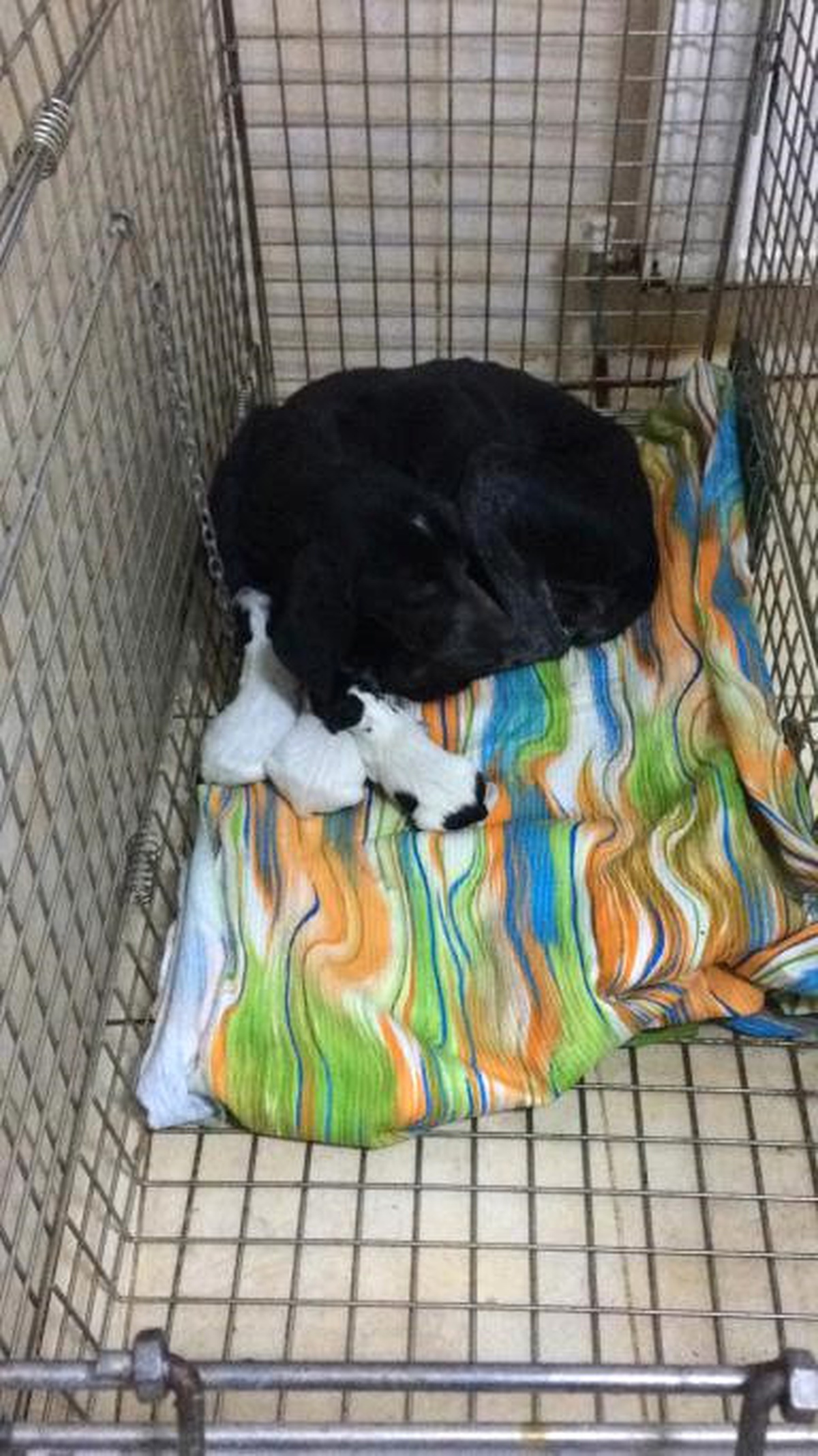 Anne Köpeğe ve Yavrularına Belediye Sahip Çıktı