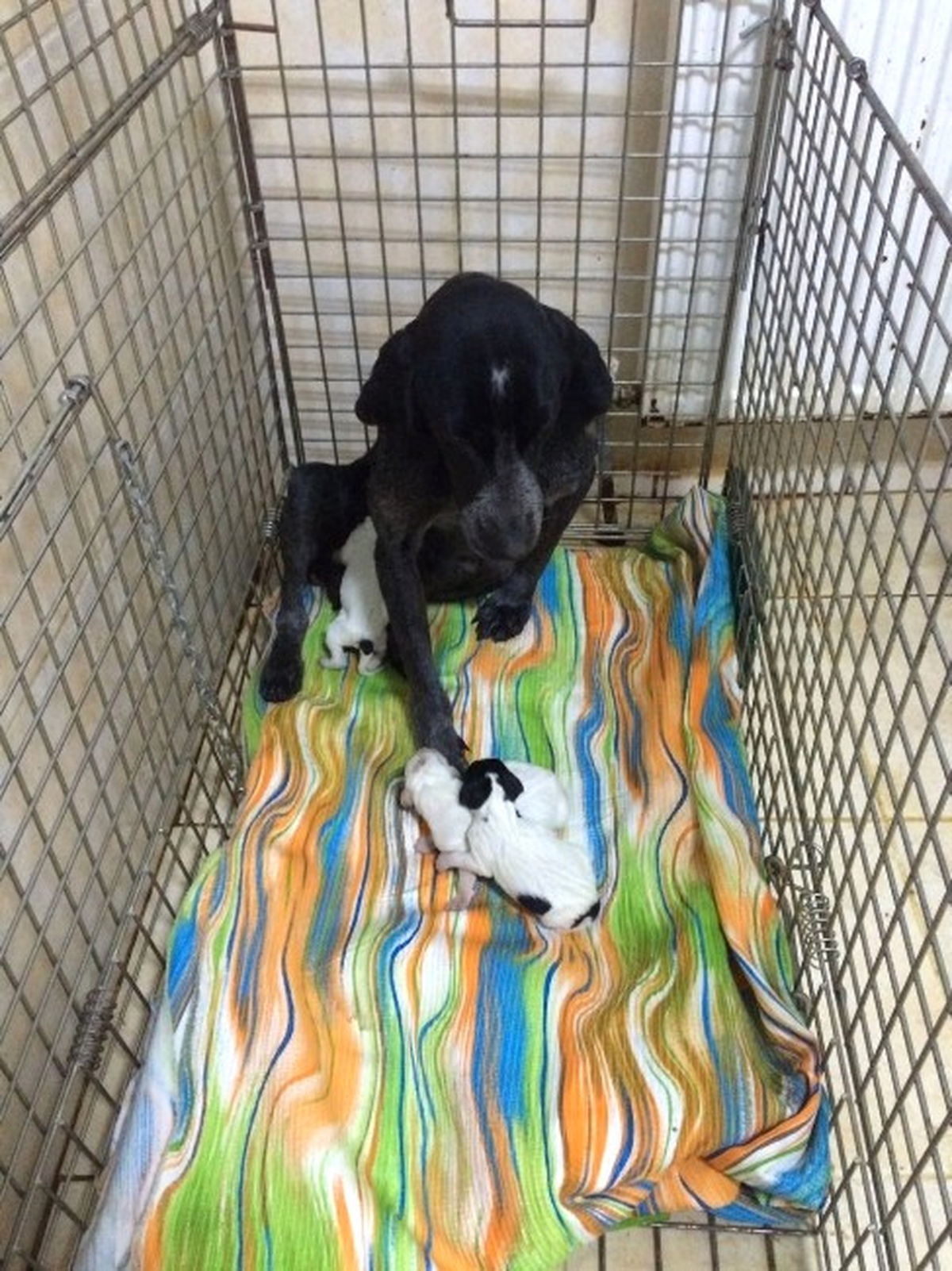 Anne Köpek ve Yeni Doğan Yavruları Soğuğa Karşı Korumaya Alındı
