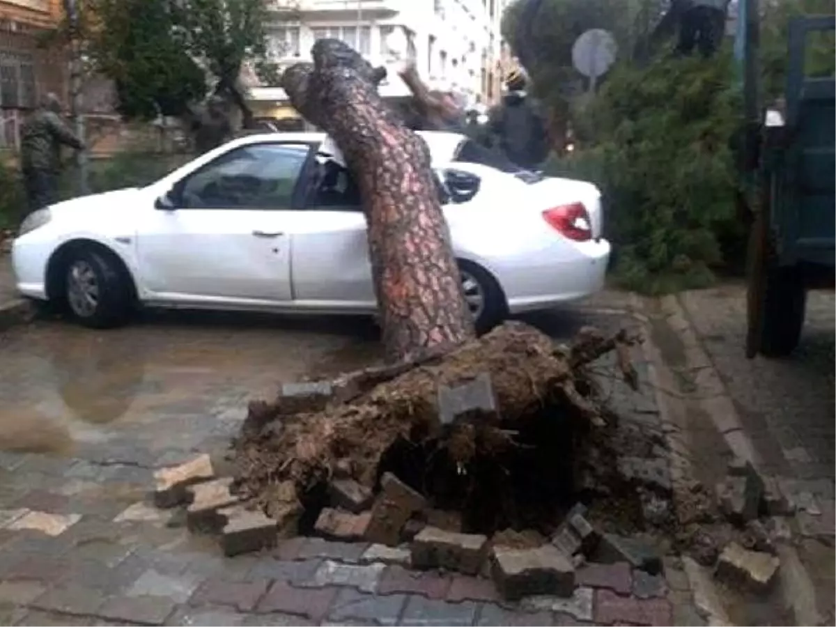 Park Halindeki Otomobilin Üzerine Ağaç Devrildi