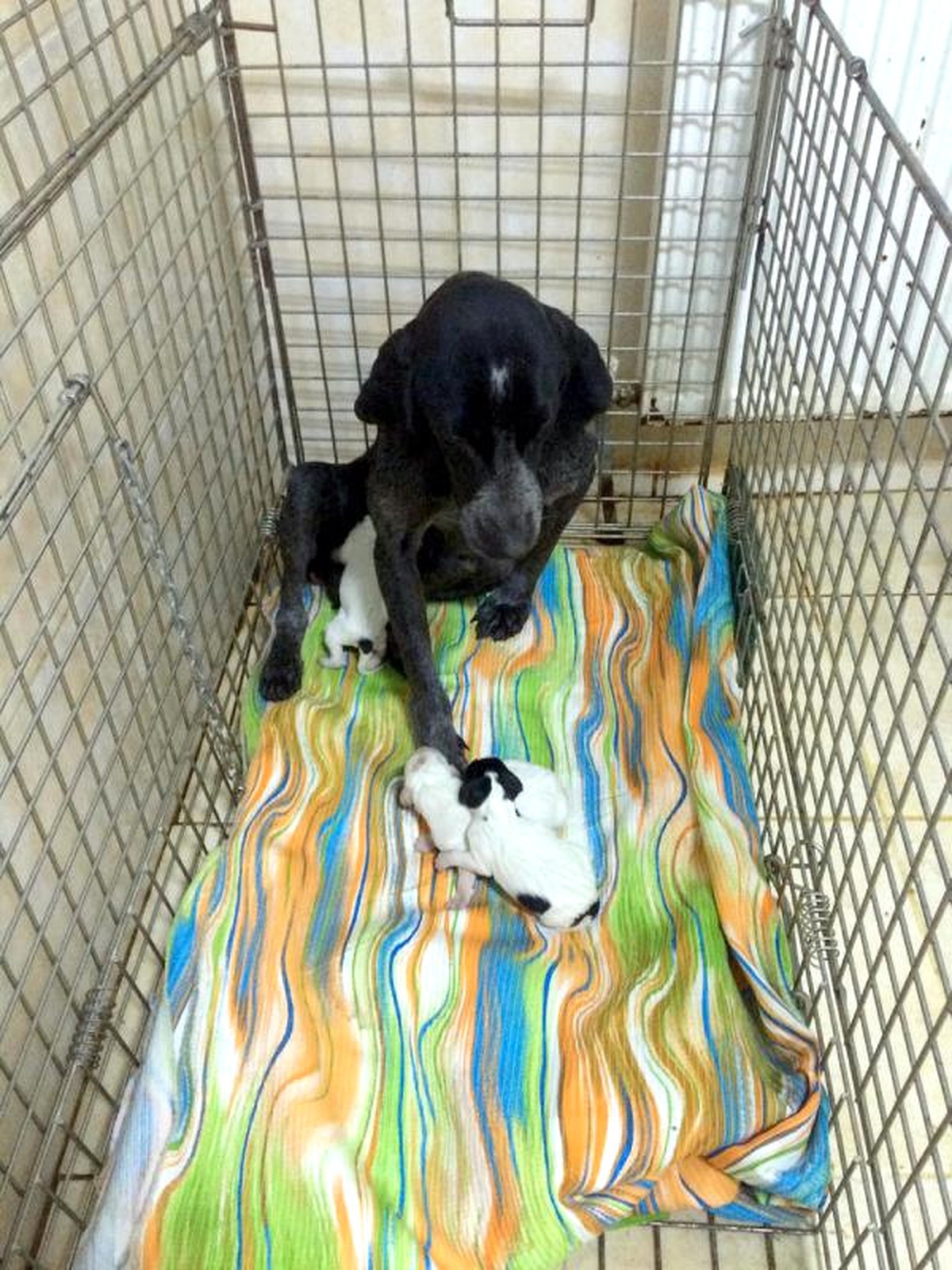 Sokak Köpeği ve 4 Yavrusu Korumaya Alındı