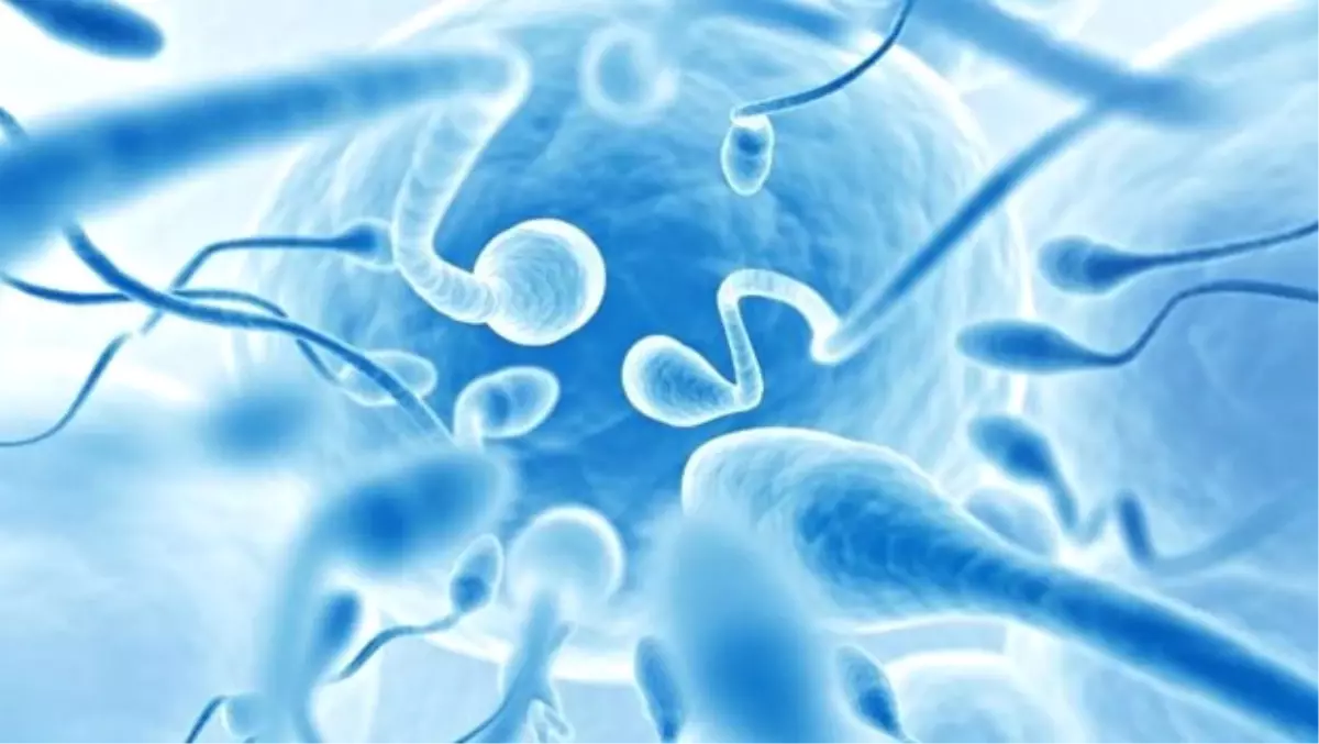 Sperminiz Yumurta Döllemek İçin Yeterli Mi?