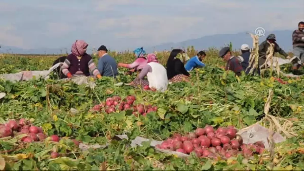 Buz Gibi Havada Binlerce Tarım İşçisinin Ekmek Kapısı: Turp