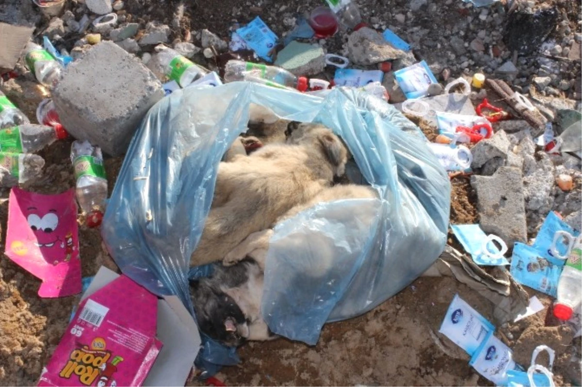 Bunun Adı Vahşet! Çöplüğe Atılan Poşetten Yavru Köpek Ölüleri Çıktı