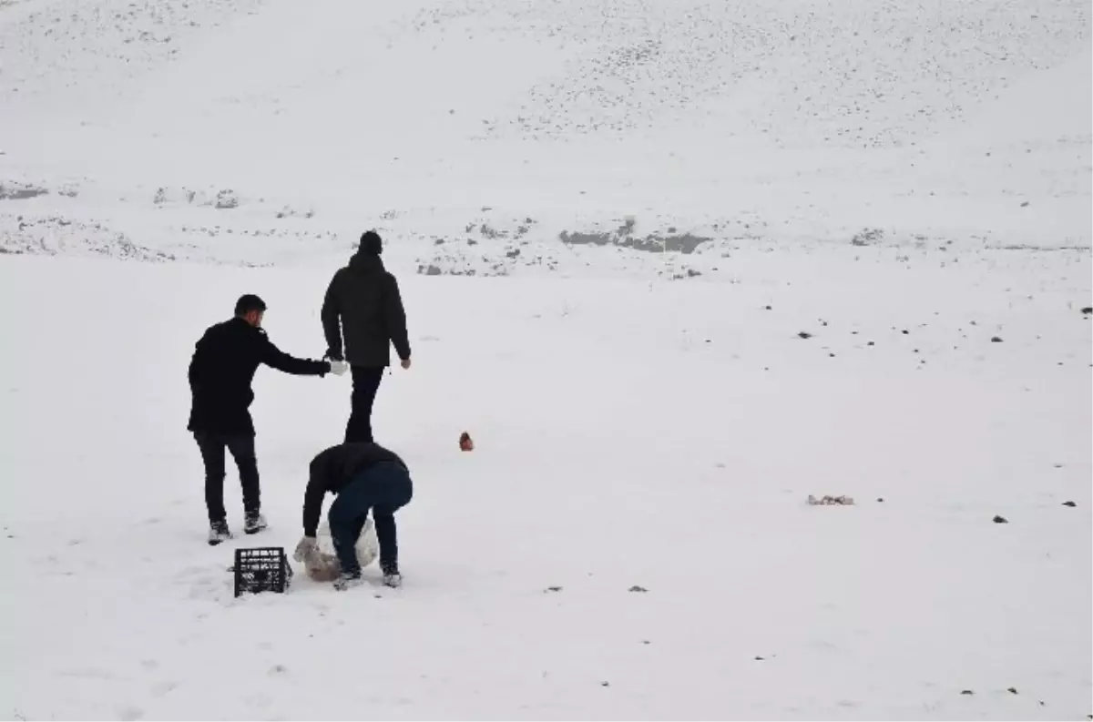 Yayladaki Hayvanlar İçin Doğaya Yem Bırakıldı