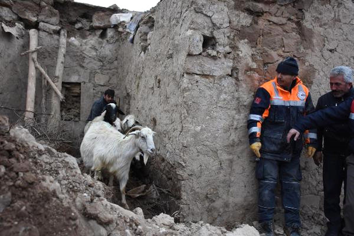 Aksaray\'da Ağılın Tavanı Çöktü: 5 Küçükbaş Telef Oldu
