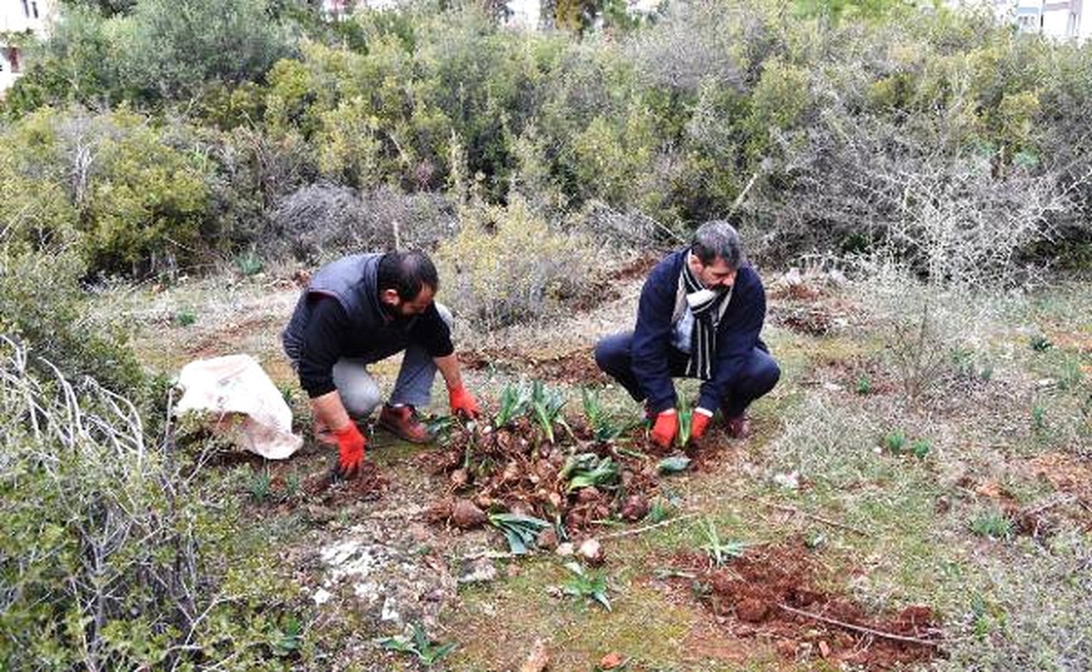 Antalya Polisten Endemik Lale Soğanı Operasyonu