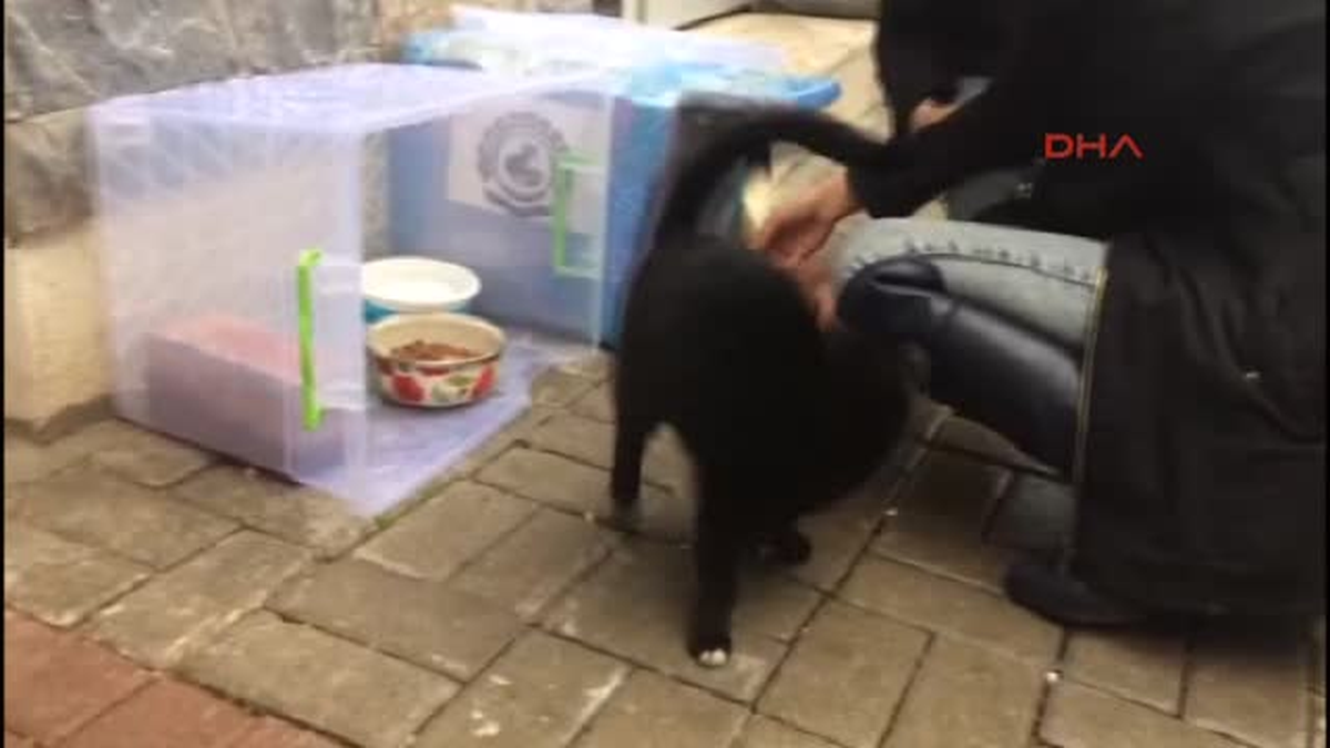 Denizli Kedi Evi Yüzünden 4 Kadın Tartıştı